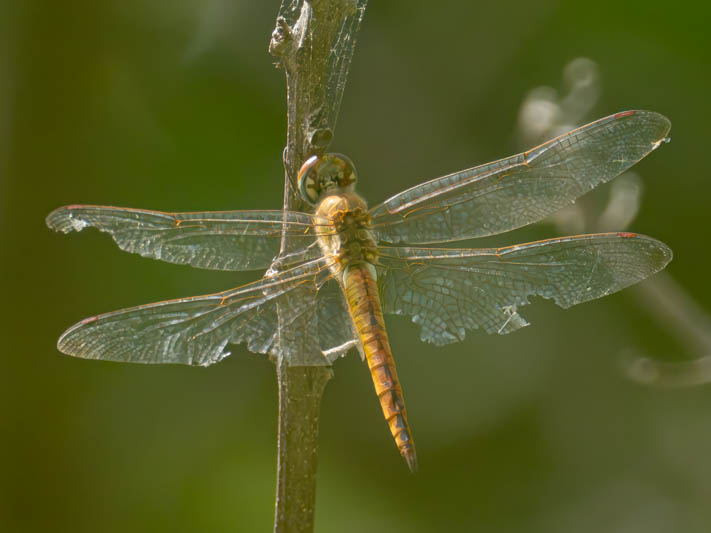 Pantala flavescens female.jpg